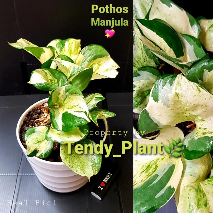 Sirih gading Manjula ,Pothos Manjula, Sirih Keong. - 5-6 Daun [NRS]