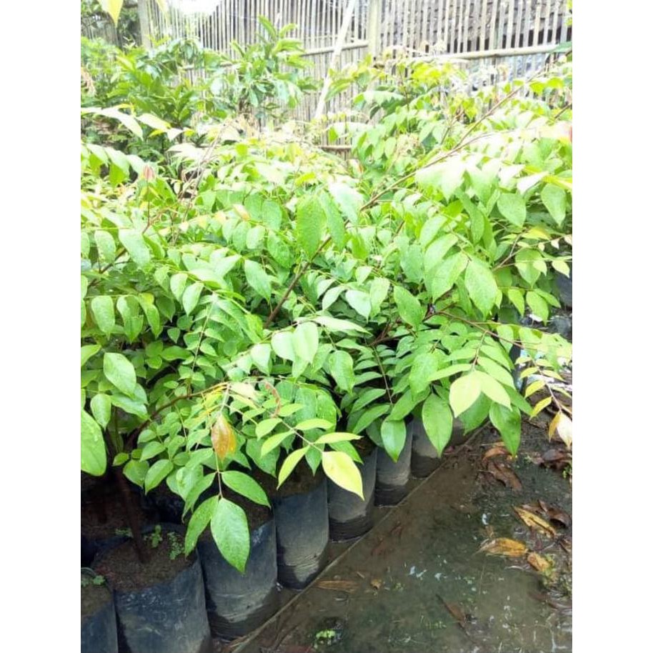 

DISKON BIBIT BELIMBING DEMAK MANIS UNGGUL T3N4R