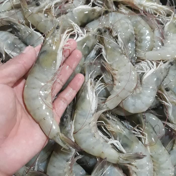 

Udang Vaname isi 25 sd 35 Ekor - 500 Gram