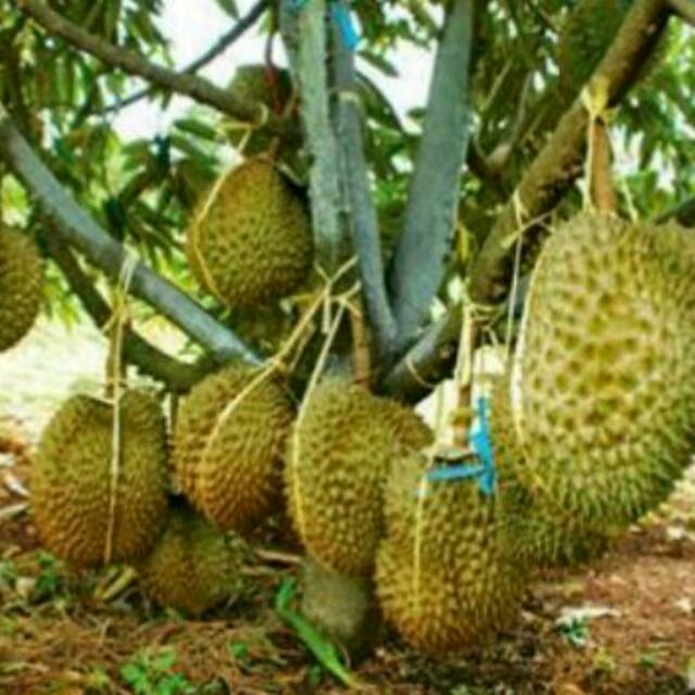 Bibit Durian Montong Super Jumbo