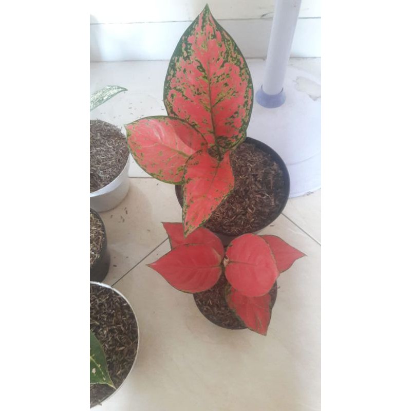 Aglonema Big Apple dan Pink Anjamani
