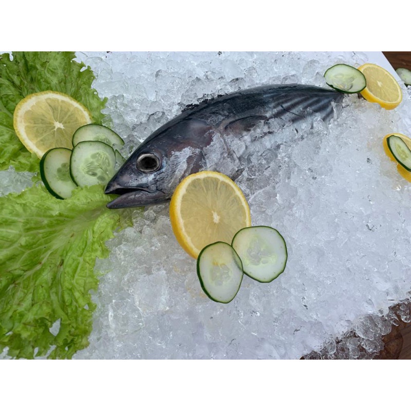 

Ikan Tongkol Cakalang Segar 1000 gr