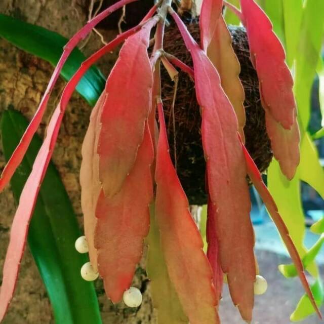 tanaman hias wijaya kusuma tasbih,, wijaya kusuma daun