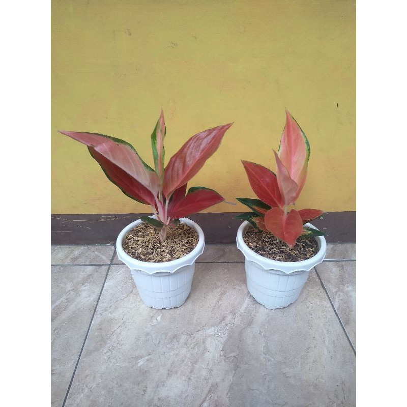 Aglonema Kochin Suksom Brown