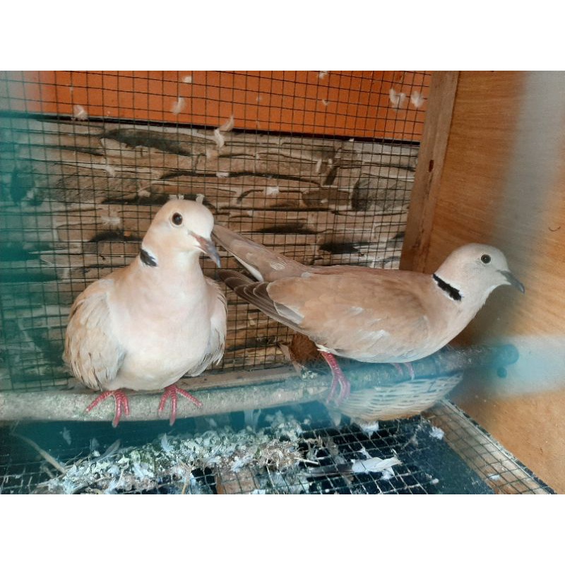 Sepasang Burung Puter pelung siap Ternak sudah Bunyi