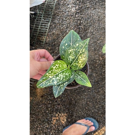 aglonema siti nurbaya