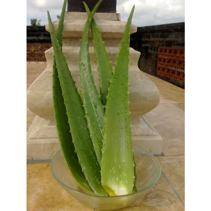 

02 Pelepah Lidah Buaya / Daun Lidah Buaya ( Dijamin Bebas Peptisida ) Ds51Ghg
