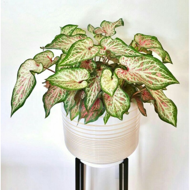(GINGGERLAND) CALADIUM/KELADI/CALADIUM IMPORT THAILAND/CALADIUM MURMER/TANAMAN HIAS/BUNGA HIAS