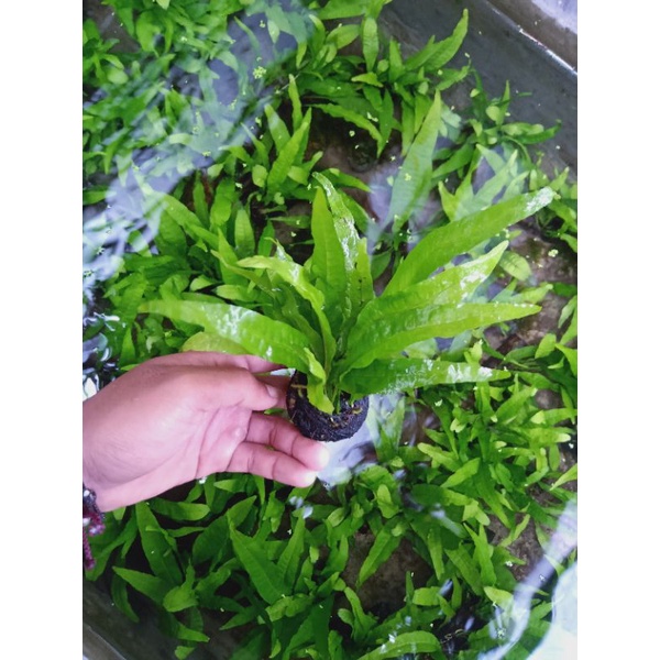 Kadaka media wabikusa