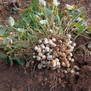 Cara Menanam Kacang Bogor