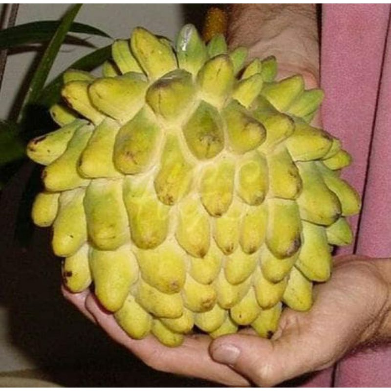 bibit srikaya nanas (biriba)