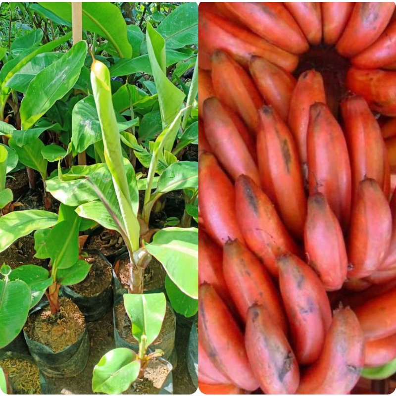

pisang merah genjah