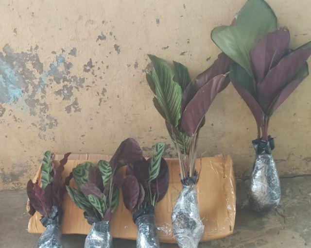 Paket 5 Tanaman Hias Calathea-kalatea