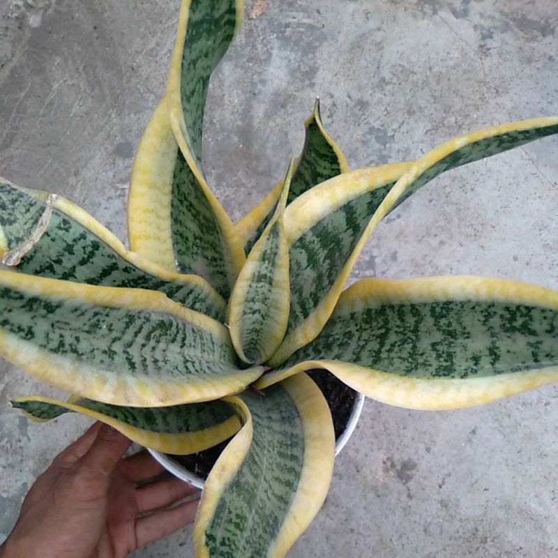 sansivera twister lidah mertua twister