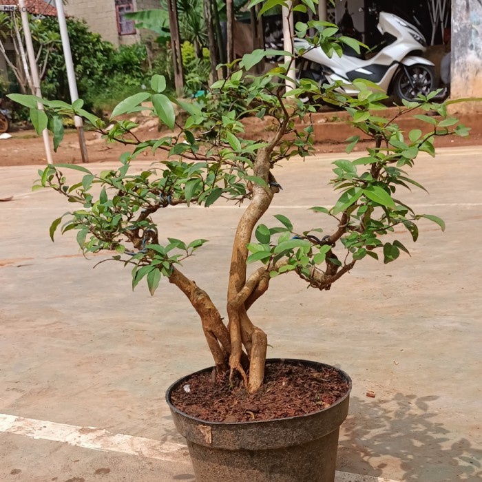 bakalan bonsai anput - bonsai anting putri