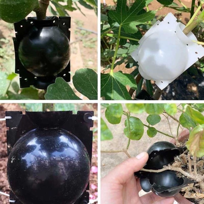 BUY 1 GET 3 PCS Planting Fertilizer Ball Isi 3PCS