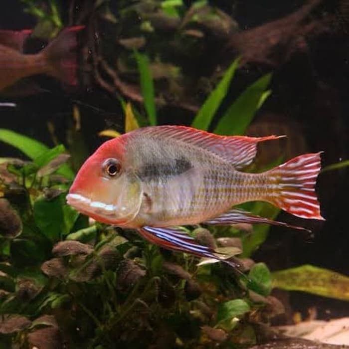 Unik geophagus Red head Tapajos Berkualitas