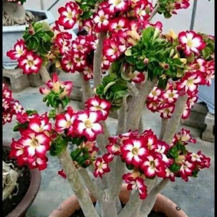 Bibit bunga Kamboja Adenium Merah Putih - Kamboja Jepang Merah Putih TERBARU DAN TERLARIS
