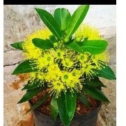 TANAMAN BUNGA SANTOS LEMON KUNING | BIBIT BUNGA XANTHOSTEMON KUNING