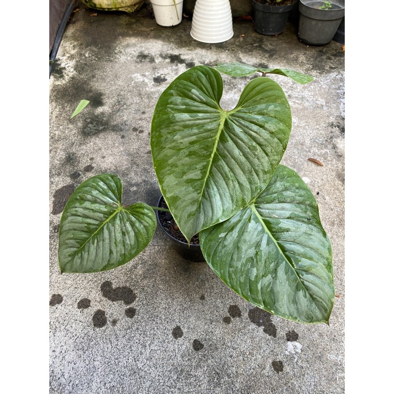 Philodendron Sodiroi real pic