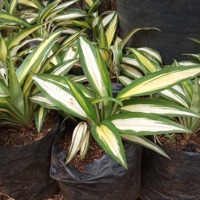 tanaman lili paris hawai daun kuning - lili paris hawai    _