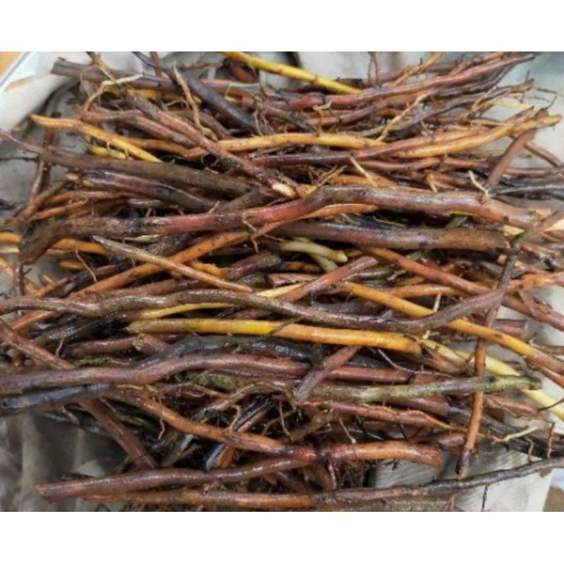 

Termurah Akar Pohon Aren Kawung 500Gram