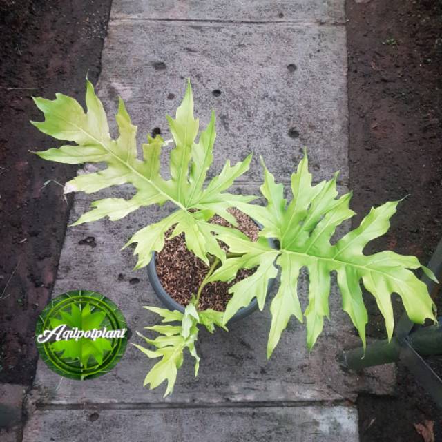 Philodendron Golden Finger Philodendron Warscewiczii Flavum Shopee Indonesia