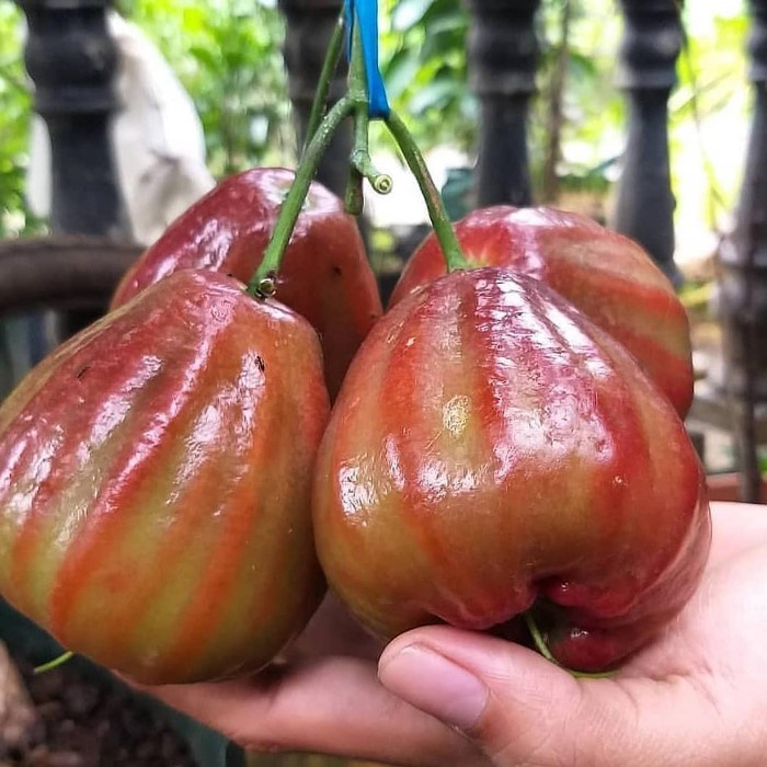 Bibit Tanaman Buah JAMBU AIR DALHARI Premium