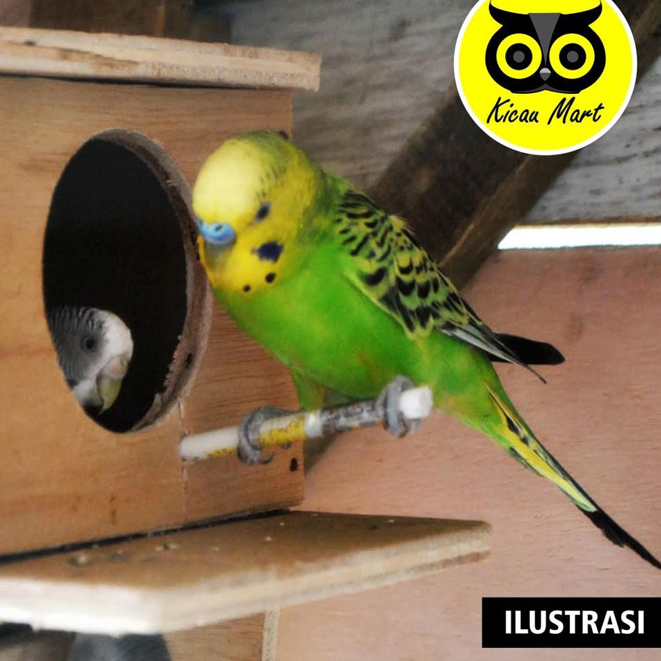 【JOB】 GLODOK PARKIT KAYU GELODOK GLODOG SARANG WADAH TEMPAT TERNAK BURUNG LOVEBIRD LOVE BIRD KENARI