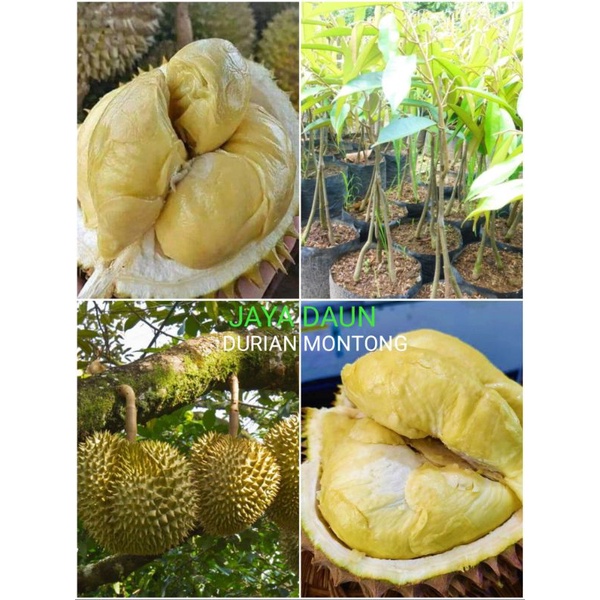 BIBIT DURIAN SUPER MONTONG KAKI 3