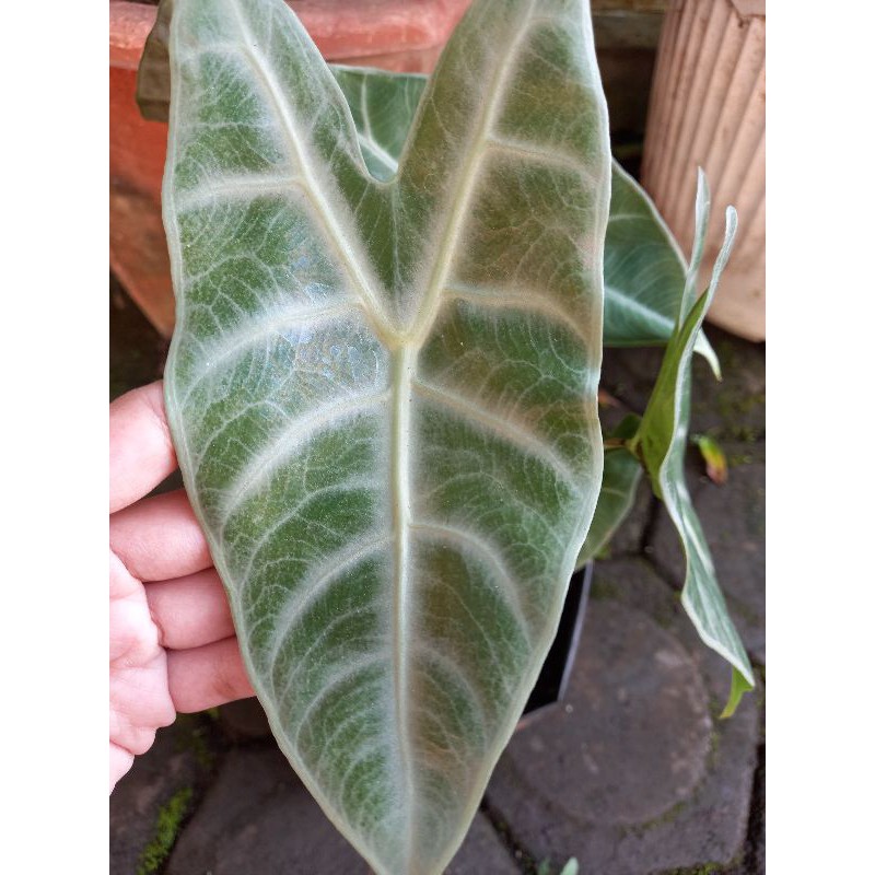 Alocasia longiloba silver