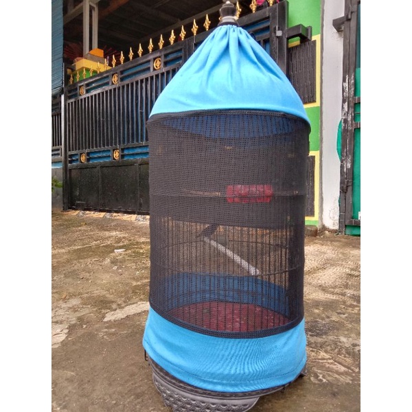 krodong Lovebird transparan tengah