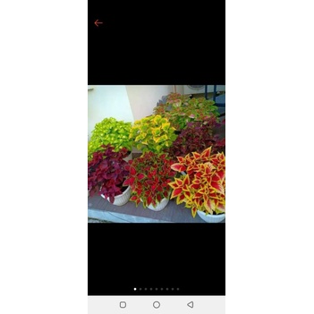 miana tanaman hias miana tanaman miana COD / pol 28