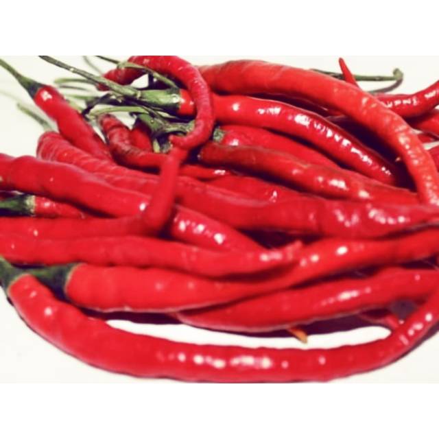 

CABE MERAH BESAR SEGAR