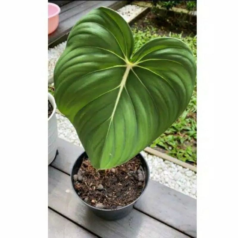 Bonggol tanaman philodendron pastazanum - original Philodendron mcdowell bonggol