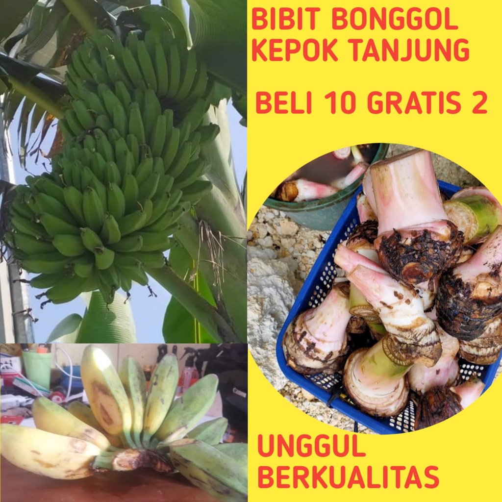 Bibit Pisang Kepok, Bibit Pisang Kepok Tanjung, Bibit Pisang Kepok Kuning Super