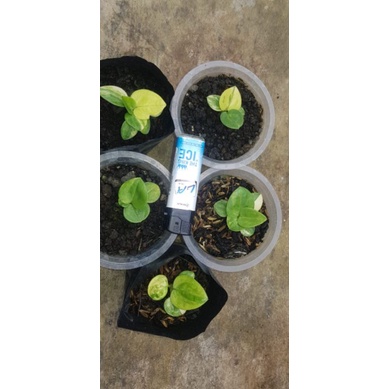 jemani varigata mangkok tornado