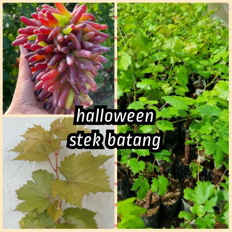 bibit anggur Halloween import stek batang