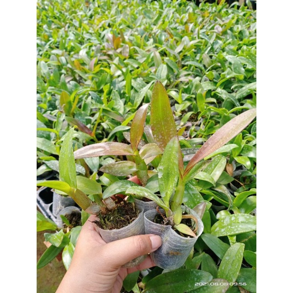 Seedling Anggrek Dendrobium Bulat/Dendrobium kupu-kupu/Bibit Dendrobium
