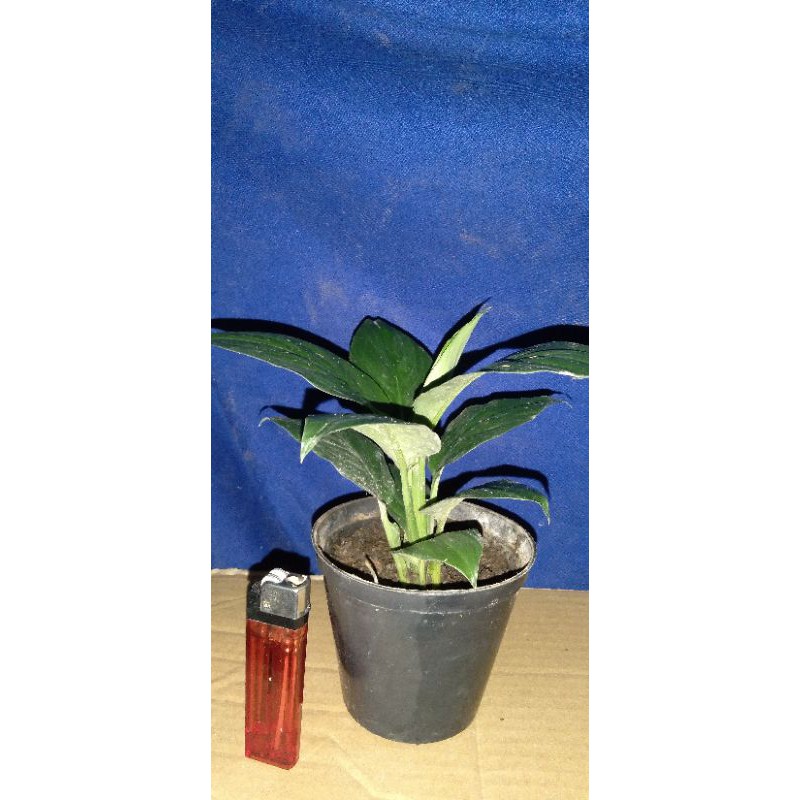 sepatu vilum bangkok