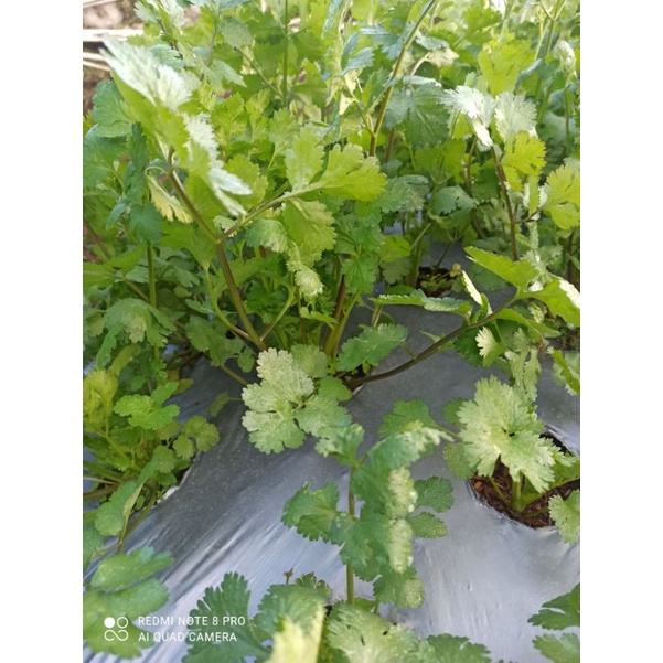 

daun ketumbar/ wansuy 1 kg