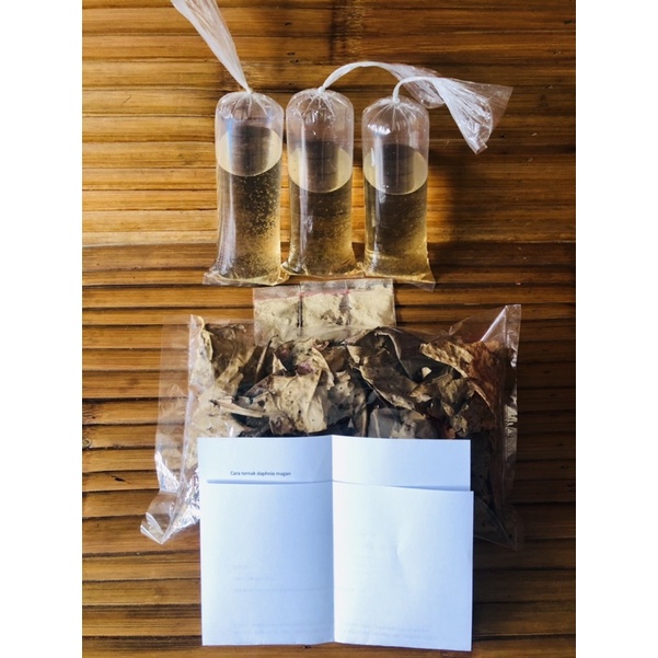 Paket Kultur Daphnia Magna kutu air Raksasa