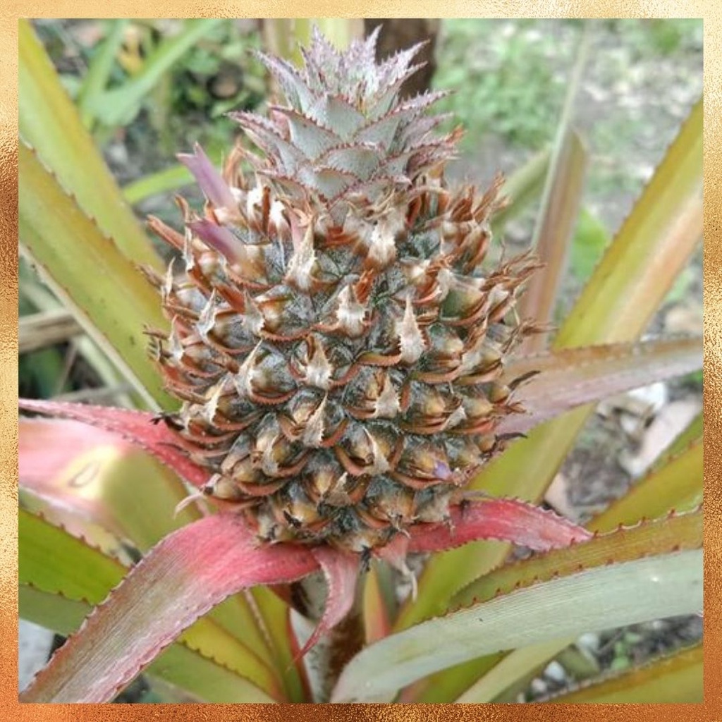 

Buah nanas muda pentil mentah fresh 350 gram