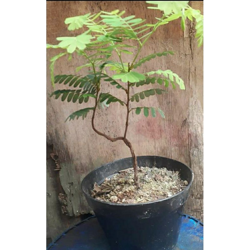 bahan bonsai asem jawa