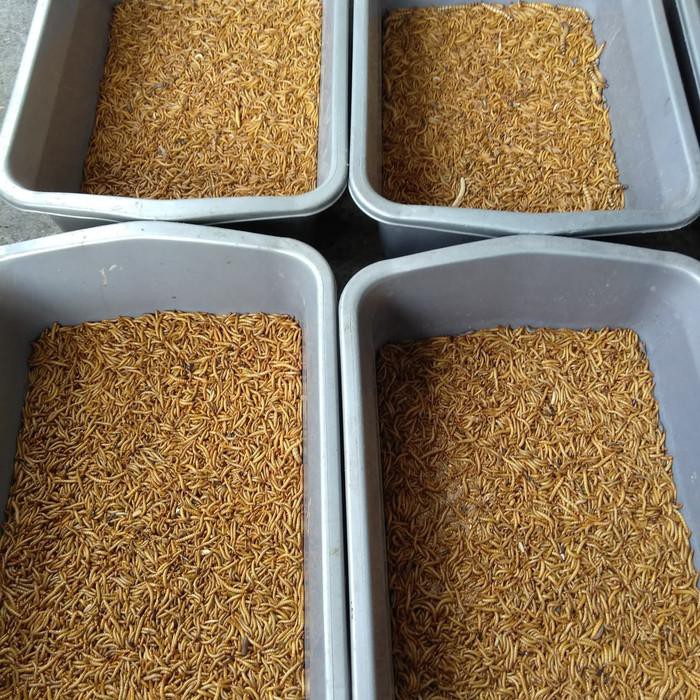 Pakan Burung Kicau Ulat Hongkong