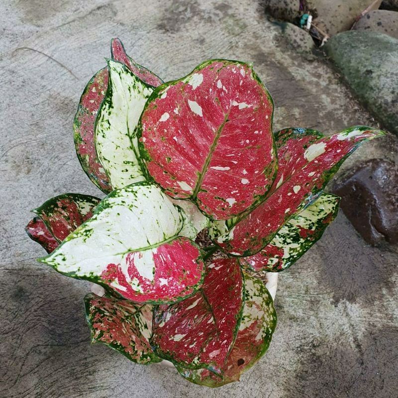 aglonema tricolor anakan