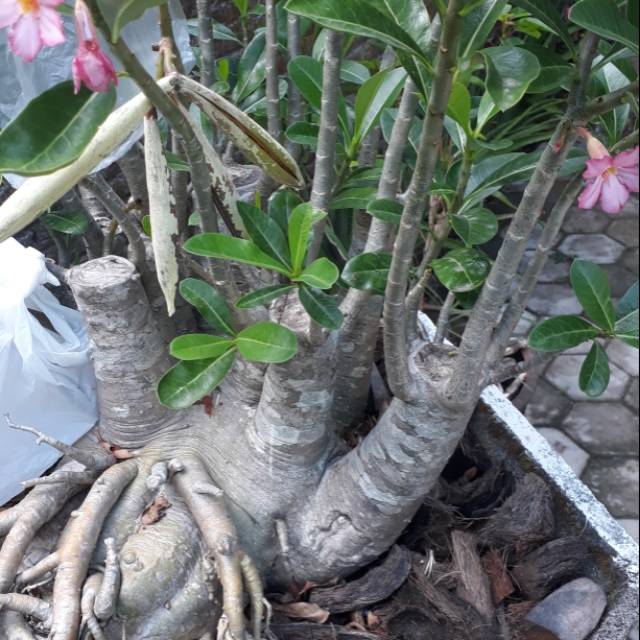 Jual seed/biji adenium arabicum