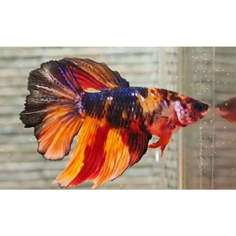 

Female Halfmoon Multicolour Full Egg ( Beli 2 Bonus Pelet )