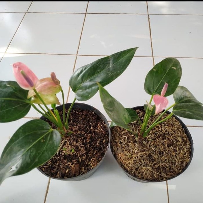 Tanaman hias anthurium mickey mouse Anturium Mini pink anthurium micky mini pink bunga indoor - BAKUL KEMBANG