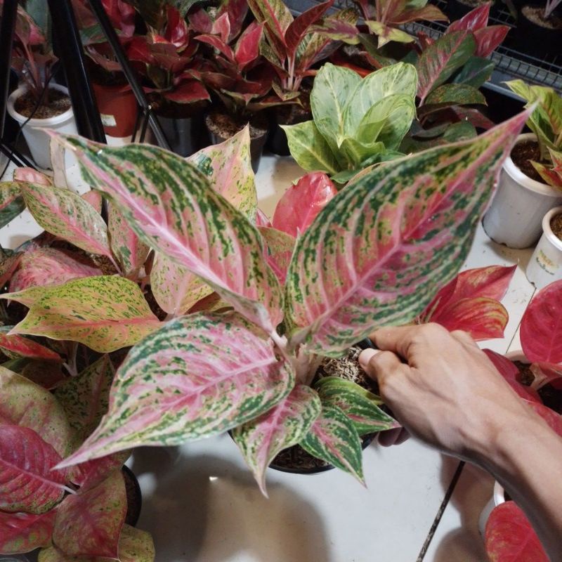 AGLONEMA PINK BEAUTY